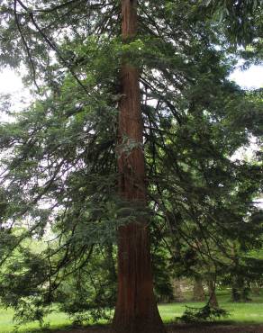 Fotografia 11 da espécie Sequoia sempervirens no Jardim Botânico UTAD