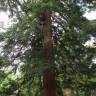Fotografia 11 da espécie Sequoia sempervirens do Jardim Botânico UTAD