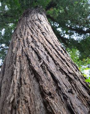 Fotografia 12 da espécie Sequoia sempervirens no Jardim Botânico UTAD