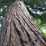 Fotografia 12 da espécie Sequoia sempervirens do Jardim Botânico UTAD