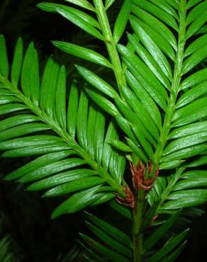 Fotografia 13 da espécie Sequoia sempervirens no Jardim Botânico UTAD