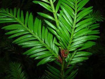 Fotografia da espécie Sequoia sempervirens
