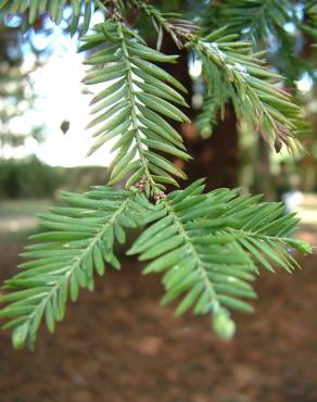 Fotografia 14 da espécie Sequoia sempervirens no Jardim Botânico UTAD