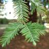 Fotografia 14 da espécie Sequoia sempervirens do Jardim Botânico UTAD