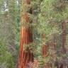 Fotografia 11 da espécie Sequoiadendron giganteum do Jardim Botânico UTAD