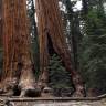 Fotografia 13 da espécie Sequoiadendron giganteum do Jardim Botânico UTAD