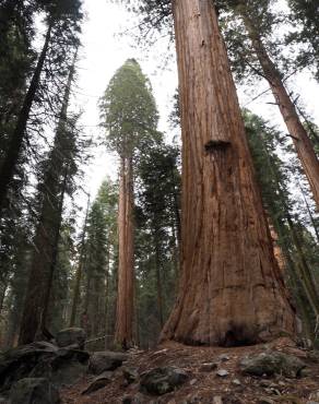 Fotografia 14 da espécie Sequoiadendron giganteum no Jardim Botânico UTAD