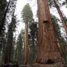 Fotografia 14 da espécie Sequoiadendron giganteum do Jardim Botânico UTAD