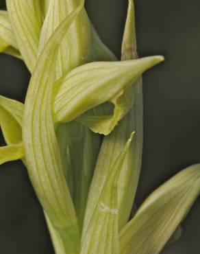 Fotografia 11 da espécie Serapias parviflora no Jardim Botânico UTAD