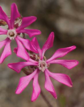 Fotografia 10 da espécie Silene colorata no Jardim Botânico UTAD