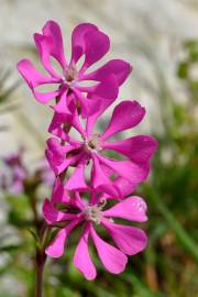 Fotografia da espécie Silene colorata