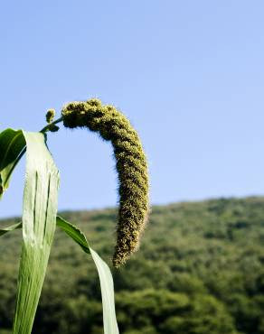 Fotografia 10 da espécie Setaria italica no Jardim Botânico UTAD