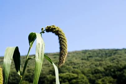 Fotografia da espécie Setaria italica