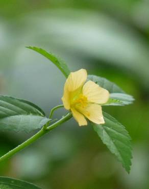 Fotografia 7 da espécie Sida rhombifolia no Jardim Botânico UTAD