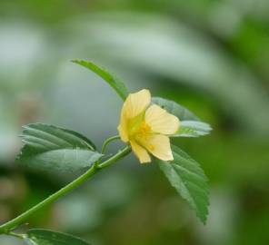 Fotografia da espécie Sida rhombifolia