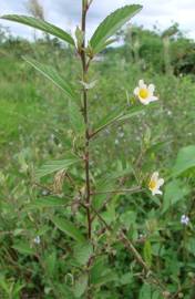 Fotografia da espécie Sida rhombifolia