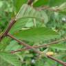 Fotografia 9 da espécie Sida rhombifolia do Jardim Botânico UTAD