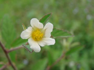 Fotografia da espécie Sida rhombifolia