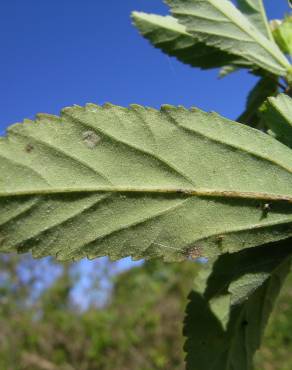 Fotografia 11 da espécie Sida rhombifolia no Jardim Botânico UTAD