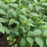 Fotografia 12 da espécie Sida rhombifolia do Jardim Botânico UTAD