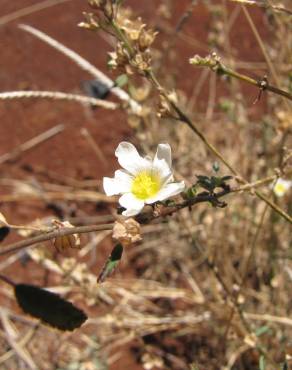 Fotografia 13 da espécie Sida rhombifolia no Jardim Botânico UTAD