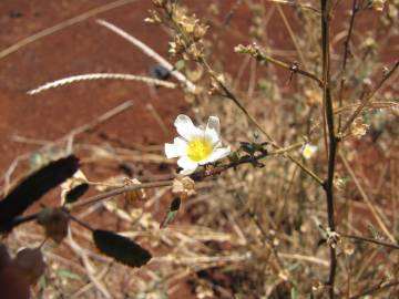 Fotografia da espécie Sida rhombifolia