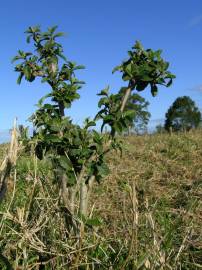 Fotografia da espécie Sida rhombifolia