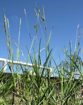 Fotografia 10 da espécie Setaria parviflora no Jardim Botânico UTAD