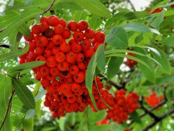 Fotografia da espécie Sorbus aucuparia