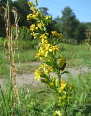 Fotografia 7 da espécie Solidago virgaurea no Jardim Botânico UTAD