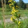 Fotografia 7 da espécie Solidago virgaurea do Jardim Botânico UTAD