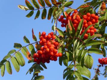 Fotografia da espécie Sorbus aucuparia
