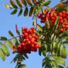 Fotografia 11 da espécie Sorbus aucuparia do Jardim Botânico UTAD