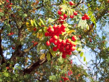 Fotografia da espécie Sorbus aucuparia