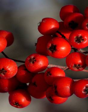 Fotografia 13 da espécie Sorbus aucuparia no Jardim Botânico UTAD