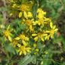 Fotografia 9 da espécie Solidago virgaurea do Jardim Botânico UTAD