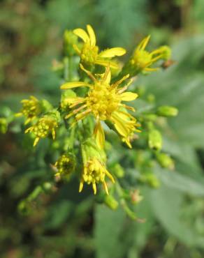 Fotografia 10 da espécie Solidago virgaurea no Jardim Botânico UTAD