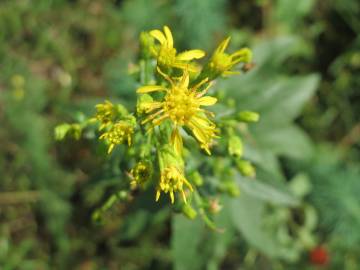 Fotografia da espécie Solidago virgaurea