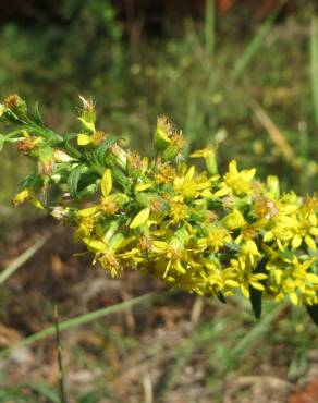 Fotografia 11 da espécie Solidago virgaurea no Jardim Botânico UTAD