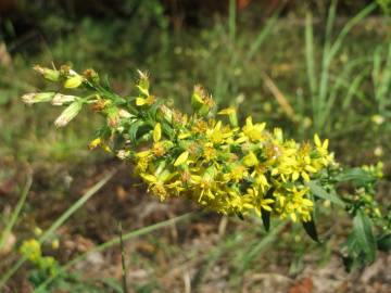 Fotografia da espécie Solidago virgaurea