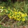 Fotografia 11 da espécie Solidago virgaurea do Jardim Botânico UTAD