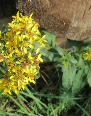 Fotografia 12 da espécie Solidago virgaurea no Jardim Botânico UTAD