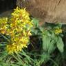 Fotografia 12 da espécie Solidago virgaurea do Jardim Botânico UTAD