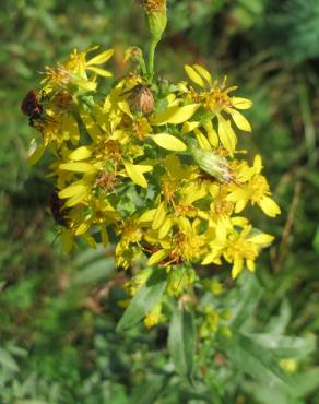 Fotografia 14 da espécie Solidago virgaurea no Jardim Botânico UTAD