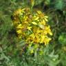 Fotografia 14 da espécie Solidago virgaurea do Jardim Botânico UTAD