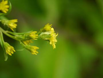 Fotografia da espécie Solidago virgaurea