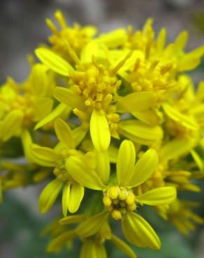 Fotografia 16 da espécie Solidago virgaurea no Jardim Botânico UTAD