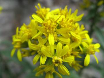 Fotografia da espécie Solidago virgaurea