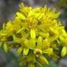 Fotografia 16 da espécie Solidago virgaurea do Jardim Botânico UTAD