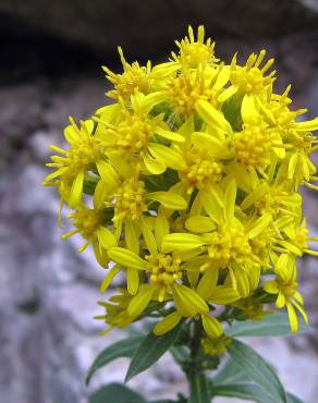 Fotografia 1 da espécie Solidago virgaurea no Jardim Botânico UTAD